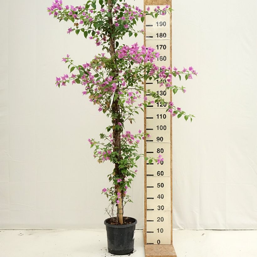 Exemplaar van Bougainvillea glabra Sanderiana - Bougainville Pot van 12 l/15 l zoals geleverd in de zomer