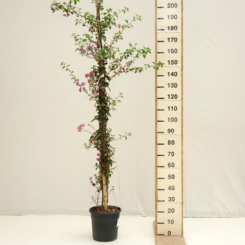 Example of Bougainvillier glabra Sanderiana Pot van 12 l/15 l as you get in printemps