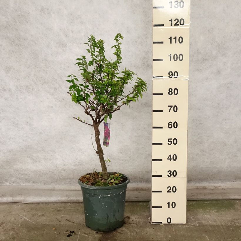 Exemplaar van Bougainvillea Mini Thaï - Bougainville Pot van 12 l/15 l zoals geleverd in de herfst