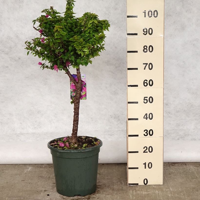 Exemplaar van Bougainvillea Mini Thaï - Bougainville Pot van 12 l/15 l zoals geleverd in de lente