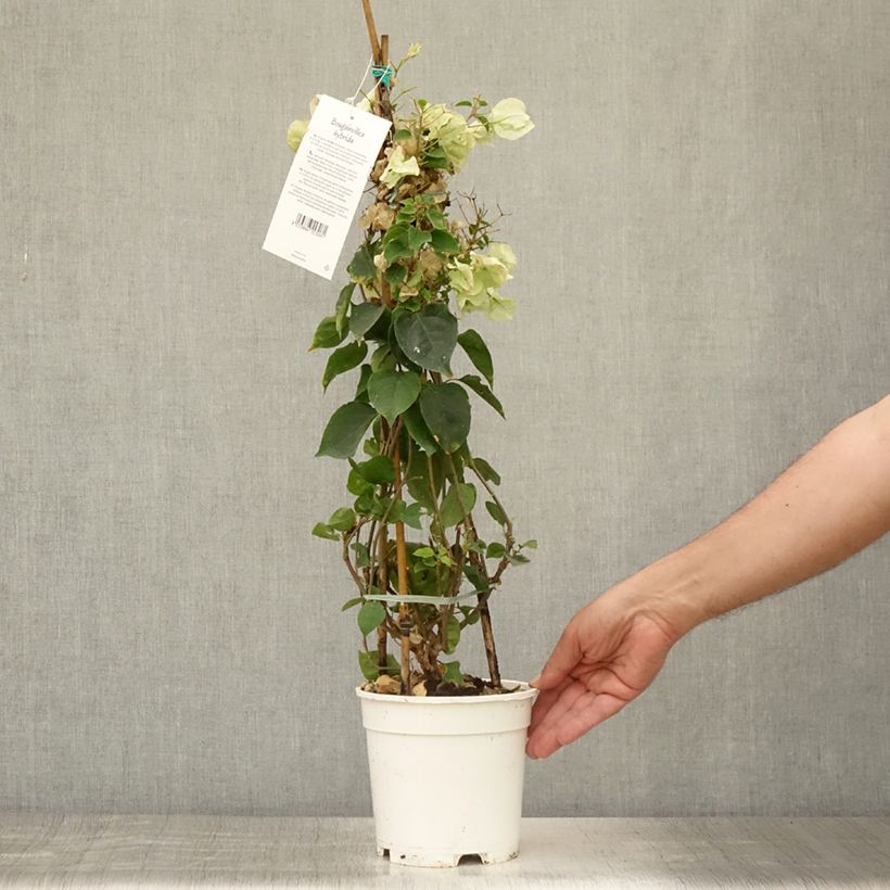 Exemplaar van Bougainvillea spectabilis Wit - Papierbloem Pot van 2 l/3 l zoals geleverd in de zomer