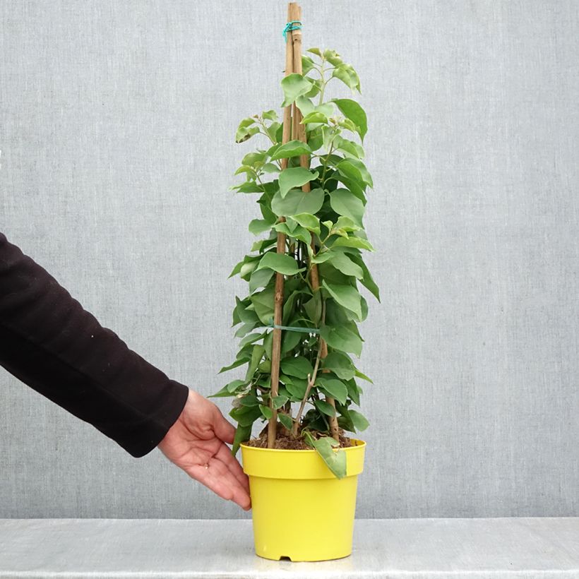 Exemplaar van Bougainvillea spectabilis Geel - Bougainville Pot van 2 l/3 l zoals geleverd in de herfst
