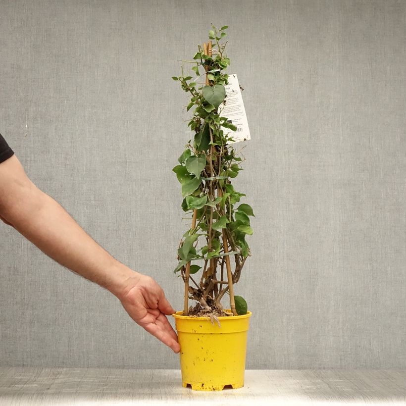 Exemplaar van Bougainvillea spectabilis Geel - Bougainville Pot van 2 l/3 l zoals geleverd in de zomer