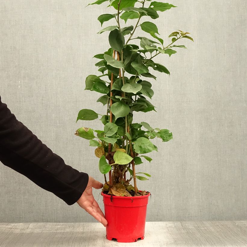 Exemplaar van Bougainvillea spectabilis Donkerrood - Papierbloem Pot van 2 l/3 l zoals geleverd in de herfst
