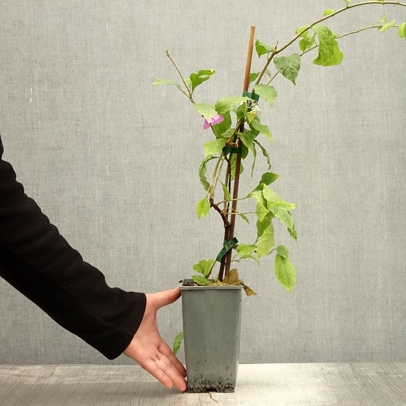 Exemplaar van Bougainvillier Violet de Mèze Pot de 1,5L/2L zoals geleverd in de herfst