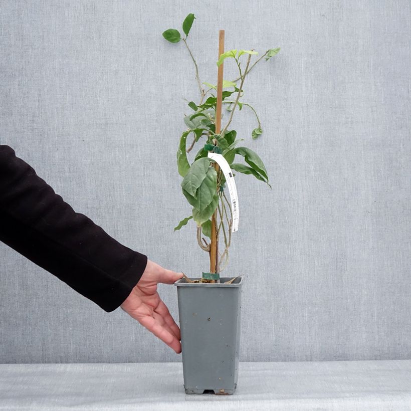 Example of Bougainvillier Violet de Mèze Pot van 1,5 l/2 l as you get in hiver