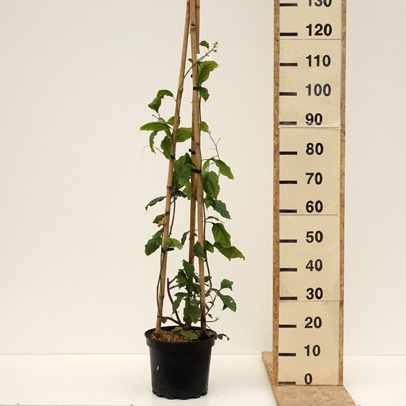 Exemplaar van Bougainvillea Violet de Mèze - Papierbloem Pot van 7,5 l/10 l zoals geleverd in de lente