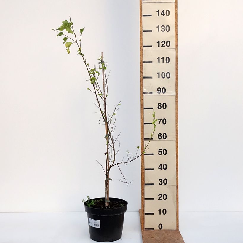 Example of Bouleau - Betula pendula Obelisk Pot van 7,5 l/10 l as you get in automne