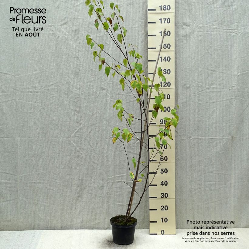 Exemplaar van Betula albosinensis Fascination - Chinese berk Pot van 2 l/3 l zoals geleverd in de zomer