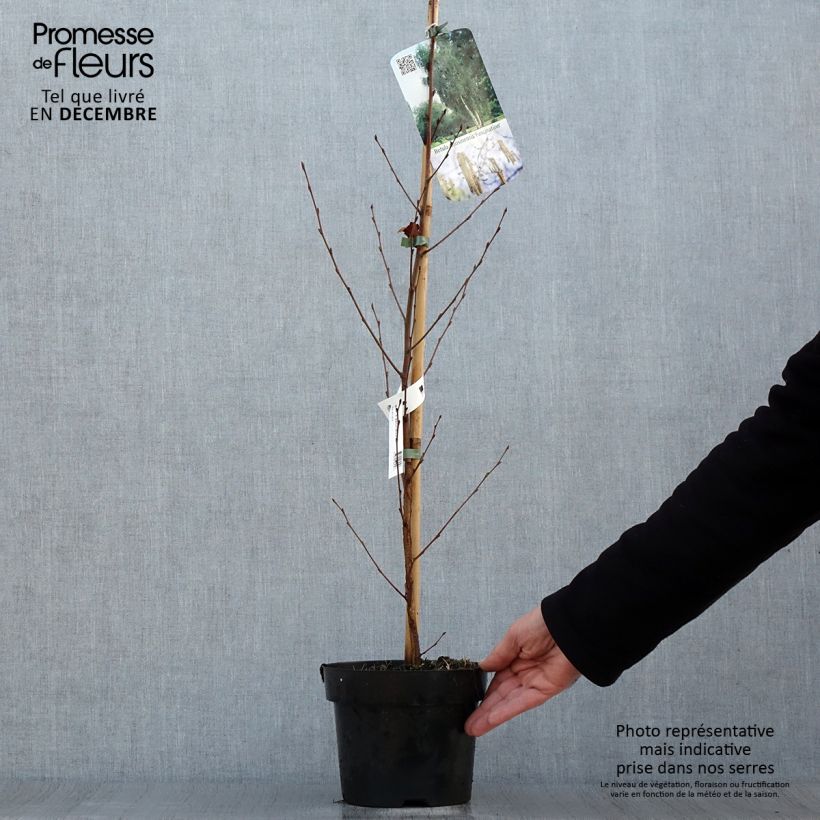 Example of Bouleau de Chine - Betula albosinensis Fascination Pot van 2 l/3 l as you get in hiver