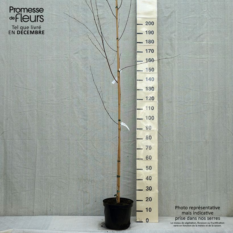 Example of Bouleau de l'Himalaya - Betula utilis jacquemontii Pot van 4 l/5 l as you get in hiver