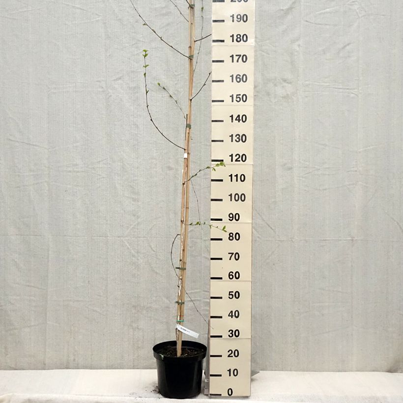 Exemplaar van Betula utilis jacquemontii - Chinese berk Pot van 4 l/5 l zoals geleverd in de lente