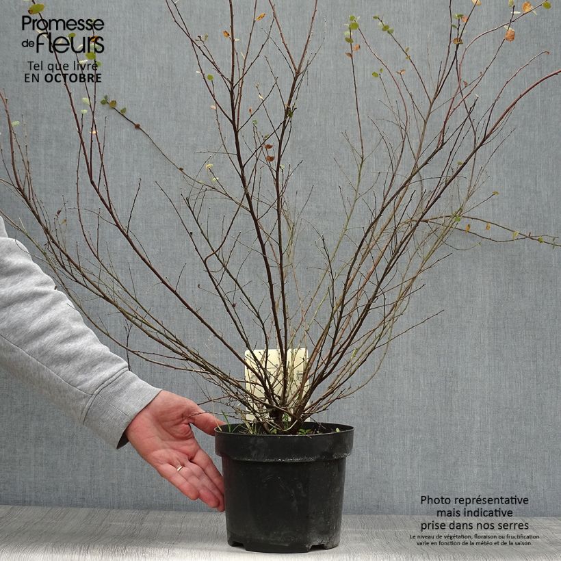 Exemplaar van Betula nana - Dwergberk Pot van 2 l/3 l zoals geleverd in de herfst