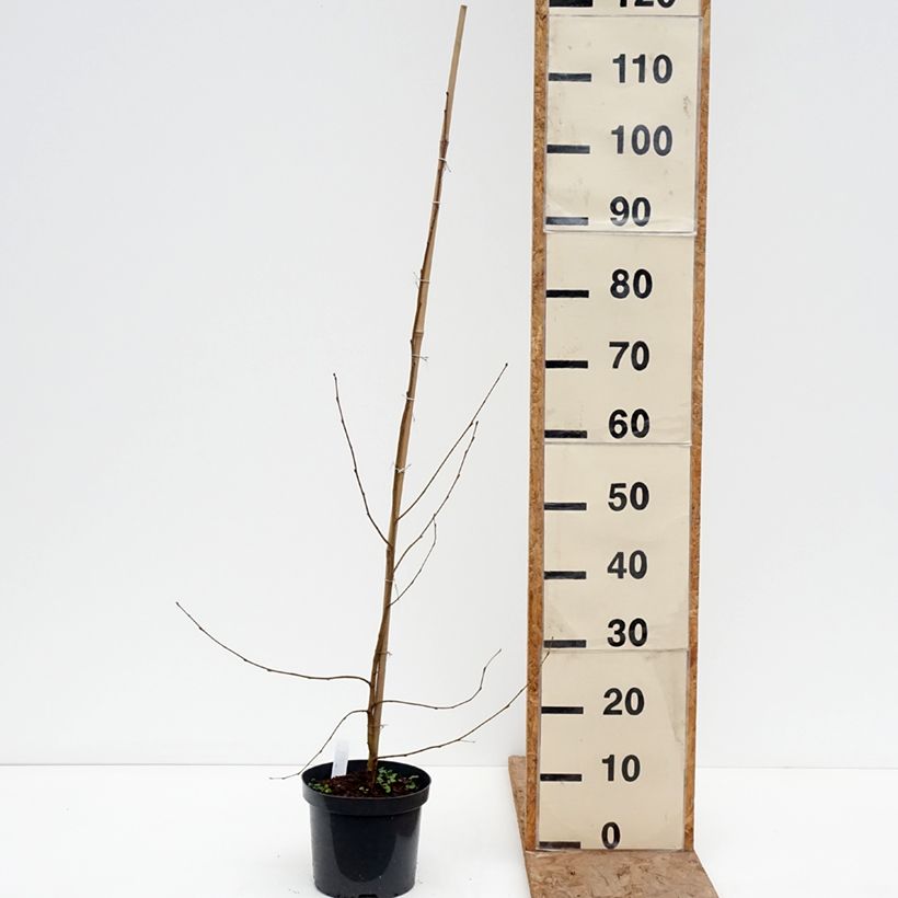 Exemplaar van Betula pendula Crispa - Ruwe berk Pot van 2 l/3 l zoals geleverd in de winter