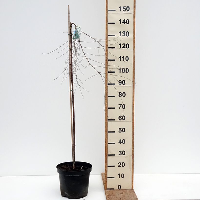 Exemplaar van Betula pendula Gracilis - Ruwe berk Pot van 4 l/5 l, Stengel zoals geleverd in de winter