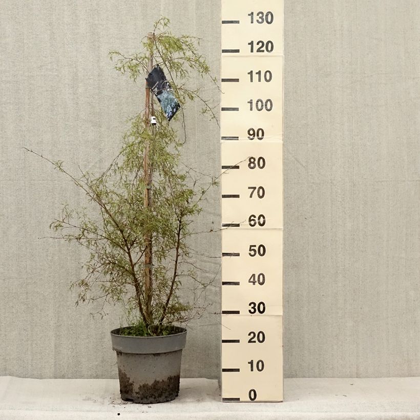Exemplaar van Betula pendula Karaca - Ruwe berk Pot van 7,5 l/10 l zoals geleverd in de zomer