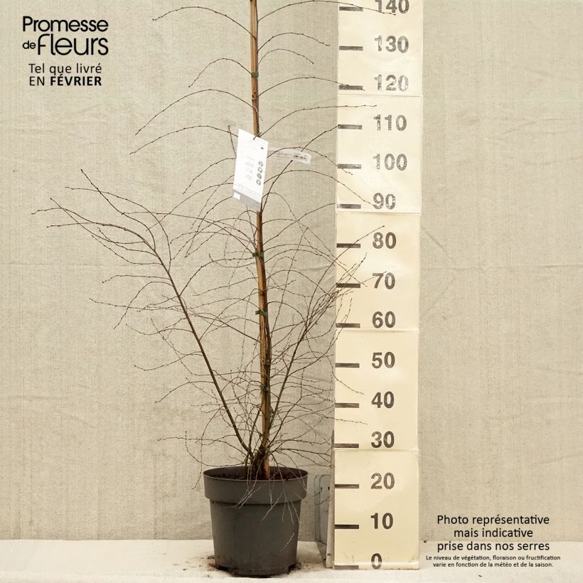 Example of Bouleau pleureur - Betula pendula Karaca Pot van 7,5 l/10 l as you get in hiver