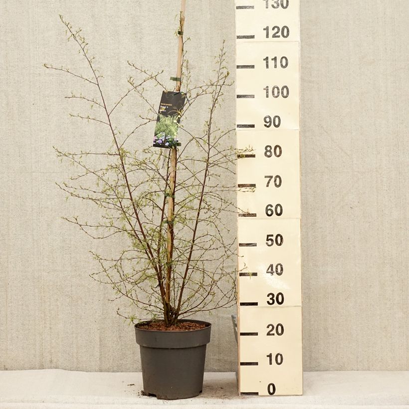 Exemplaar van Betula pendula Karaca - Ruwe berk Pot van 7,5 l/10 l zoals geleverd in de lente