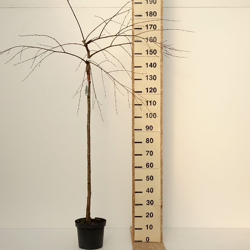 Example of Bouleau pleureur - Betula pendula Long Trunk Pot van 7,5 l/10 l as you get in hiver