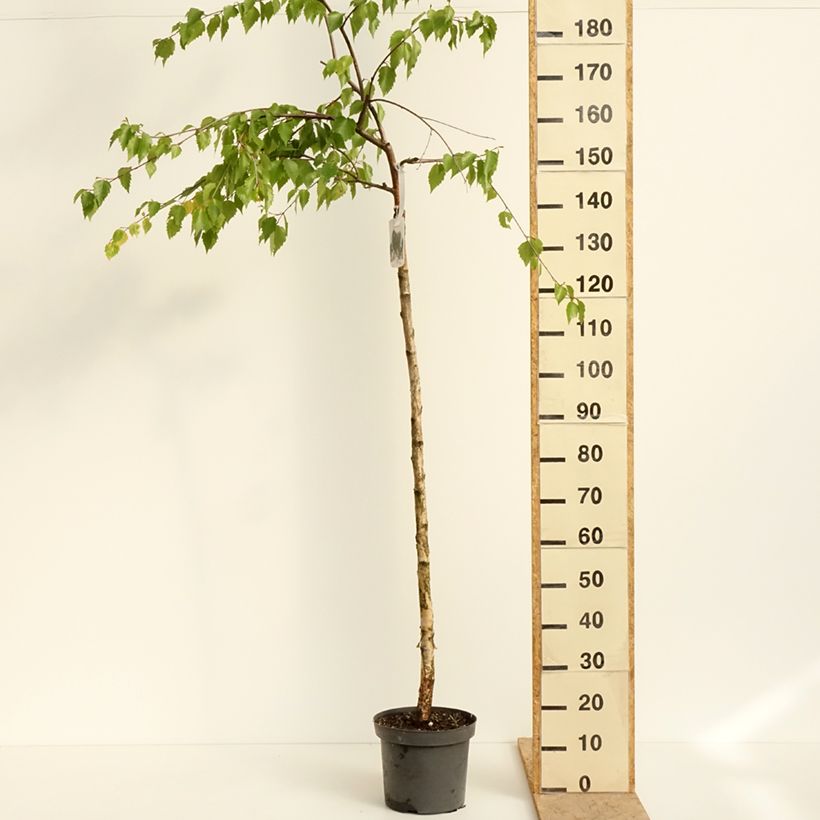 Exemplaar van Betula pendula Long Trunk - Ruwe berk Pot van 7,5 l/10 l, Stengel zoals geleverd in de lente