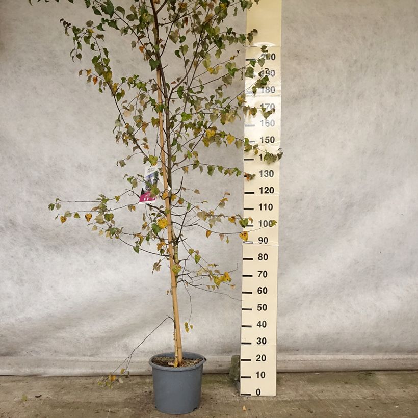 Exemplaar van Bouleau pourpre - Betula pendula Royal Frost Pot de 7,5L/10L zoals geleverd in de herfst