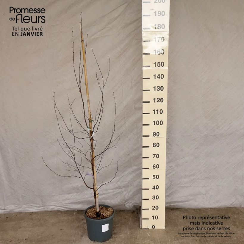 Example of Bouleau pourpre - Betula pendula Royal Frost Pot van 7,5 l/10 l as you get in hiver