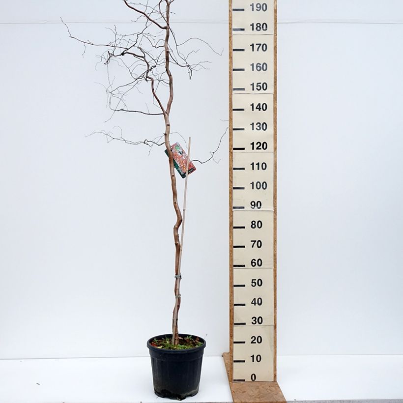 Exemplaar van Betula pendula Spider Alley - Ruwe berk Pot van 12 l/15 l zoals geleverd in de herfst