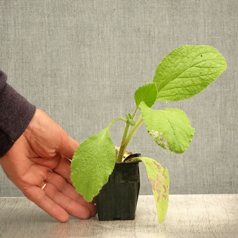 Exemplaar van Bernagie BIO - Borago officinalis Kweekpotje van 7/8 cm zoals geleverd in de zomer