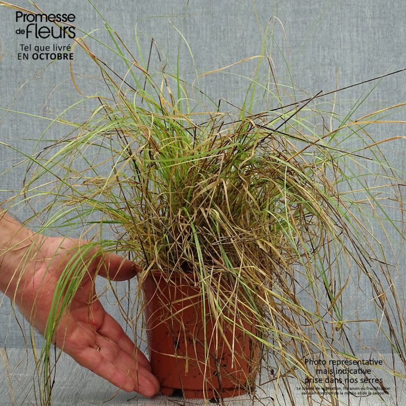 Exemplaar van Bouteloua gracilis - Muskietengras Pot van 1,5 l/2 l zoals geleverd in de herfst