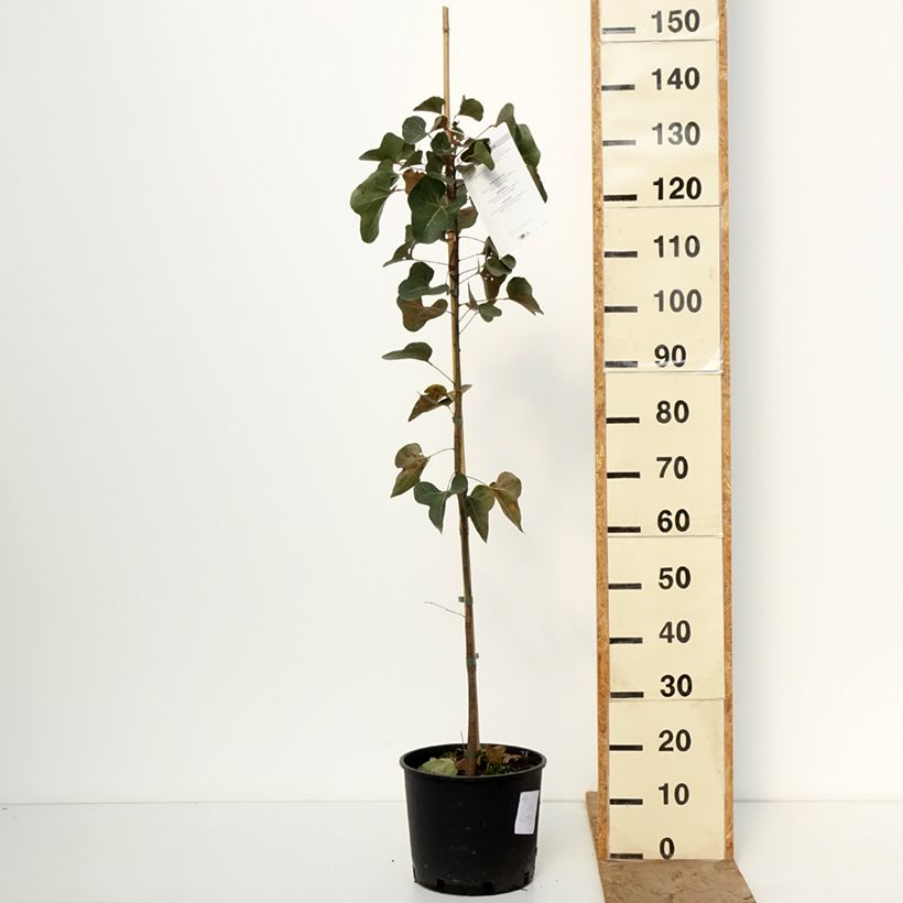 Exemplaar van Brachychiton populneus - Kurrajong Pot van 7,5 l/10 l zoals geleverd in de winter