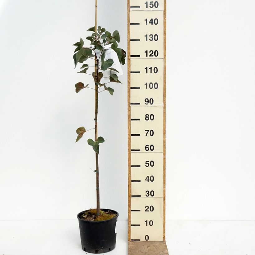 Exemplaar van Brachychiton populneus - Kurrajong Pot van 7,5 l/10 l zoals geleverd in de lente