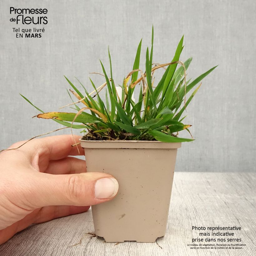 Exemplaar van Brachypodium sylvaticum - Boskortsteel Kweekpotje van 8/9 cm zoals geleverd in de lente