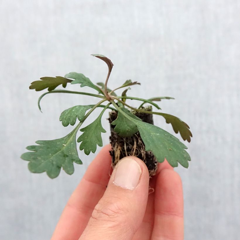 Example of Brachyscome Fresco Bright Pink Mini-mot Ø 3/4 cm as you get in printemps