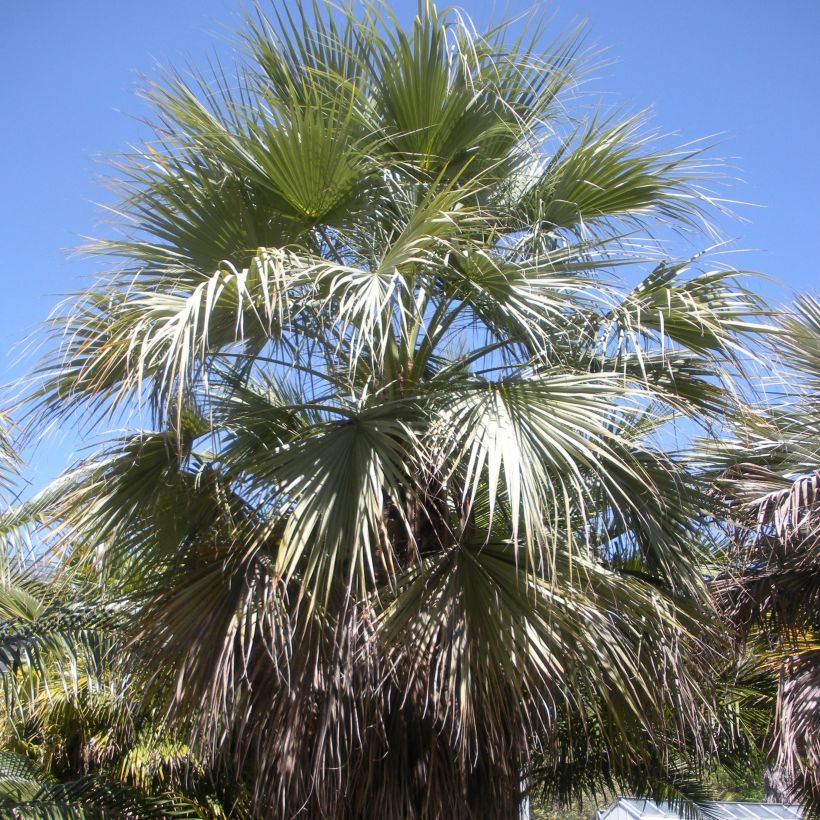 Brahea armata var Clara - Mexicaanse blauwe palm (Plant habit)