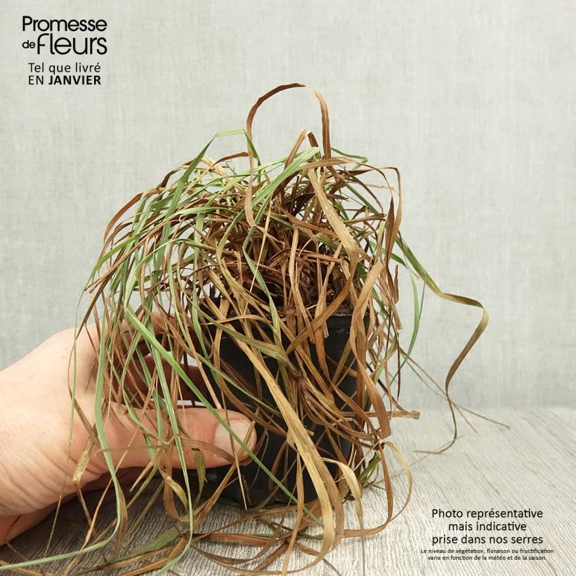 Example of Briza media Limouzi - Amourette Kweekpotje van 8/9 cm as you get in hiver