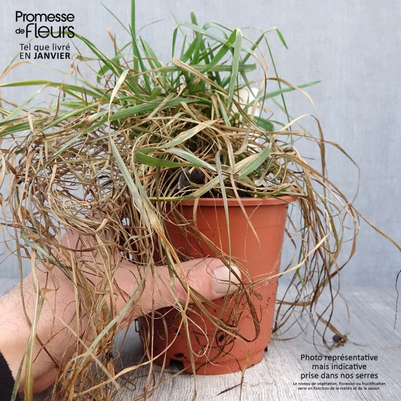 Example of Briza media Limouzi - Amourette Pot van 1 l/1,5 l as you get in hiver