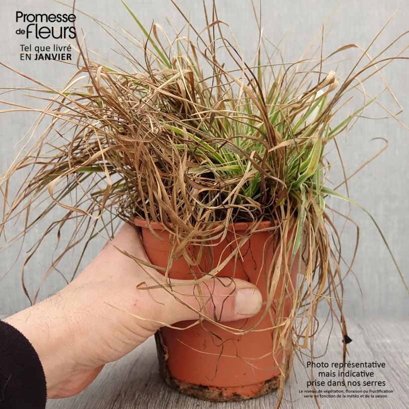 Example of Briza media Zitterzebra - Amourette Pot van 1 l/1,5 l as you get in hiver