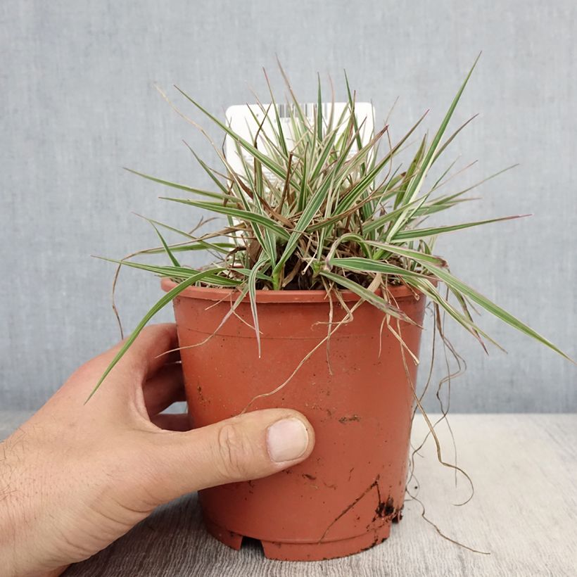 Exemplaar van Briza media Zitterzebra - Bevertsgras Pot van 1 l/1,5 l zoals geleverd in de lente