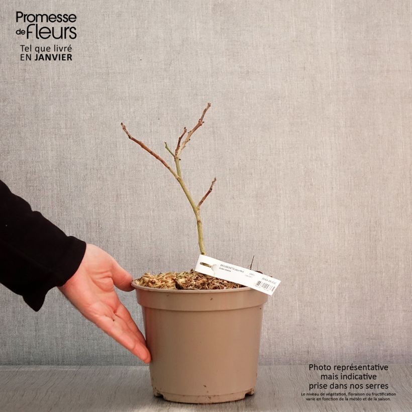Example of Broussonetia papyrifera Golden Shadow - Mûrier à papier Pot van 4 l/5 l as you get in hiver