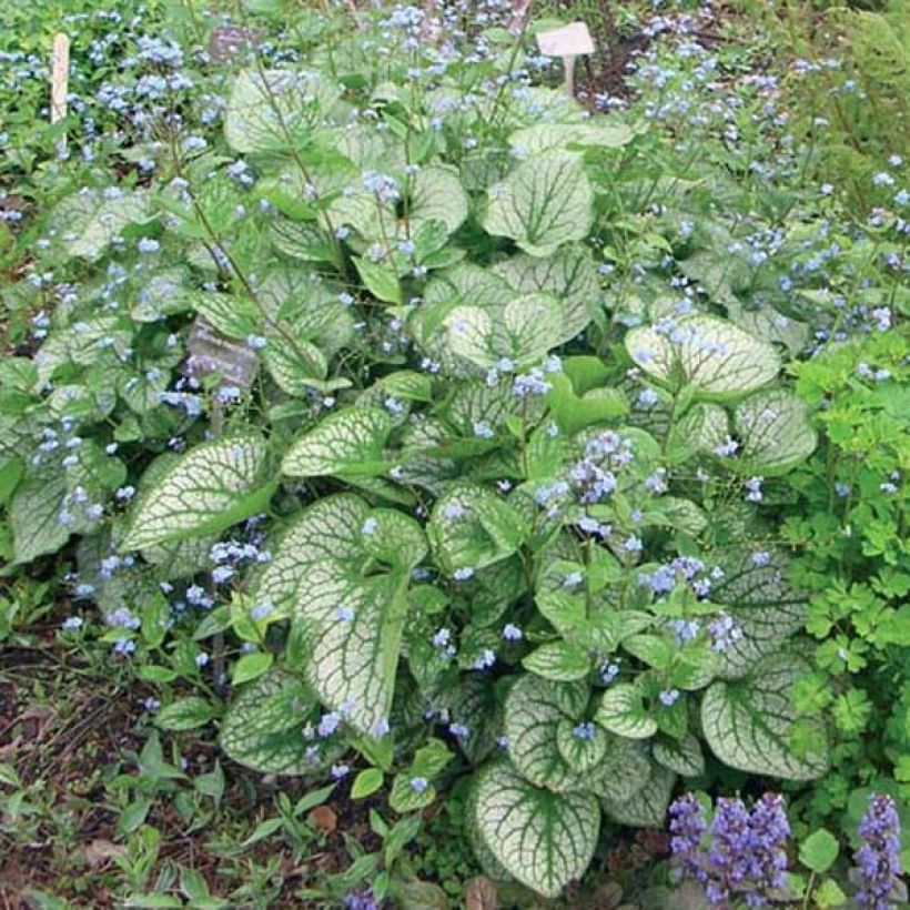 Brunnera macrophylla Jack Frost - Kaukasisch vergeet-mij-nietje (Plant habit)