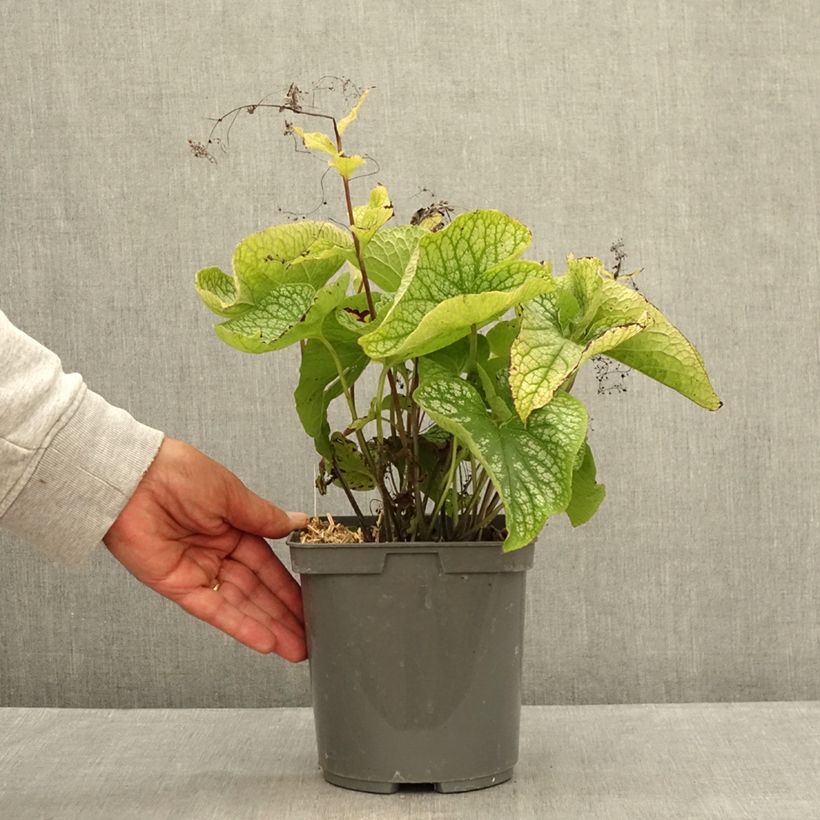 Exemplaar van Brunnera macrophylla Alexanders Great - Kaukasisch vergeet-mij-nietje Pot van 1 l/1,5 l zoals geleverd in de zomer
