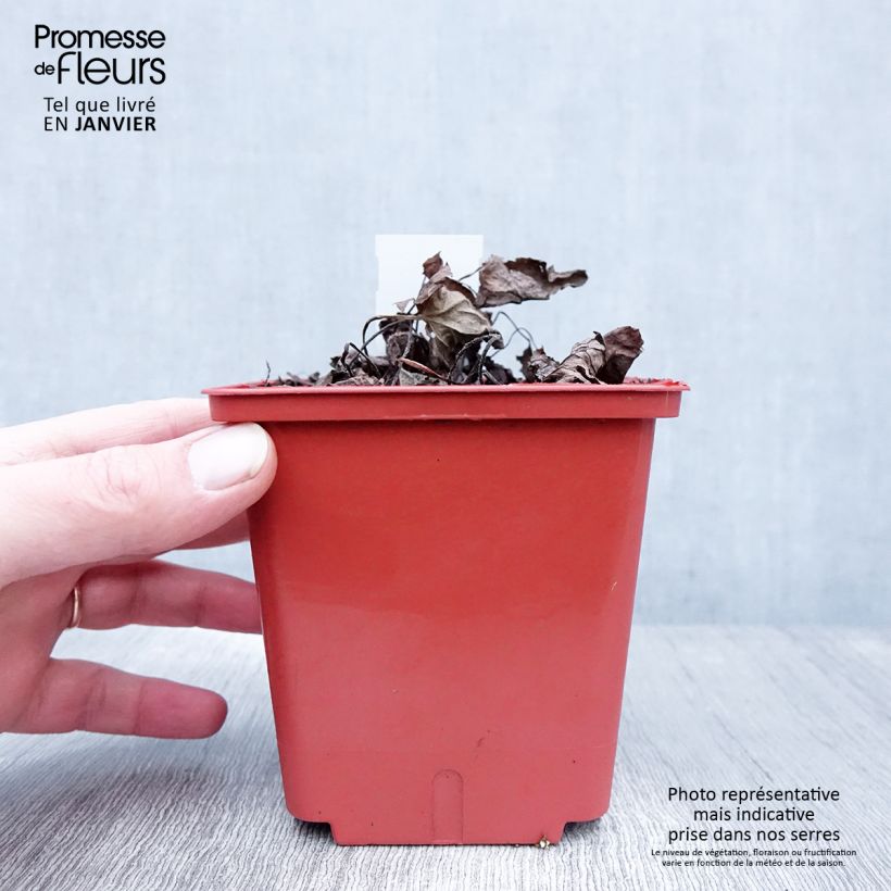 Example of Brunnera macrophylla Alexanders Great - Kaukasisch vergeet-mij-nietje Pot van 1 l/1,5 l as you get in hiver