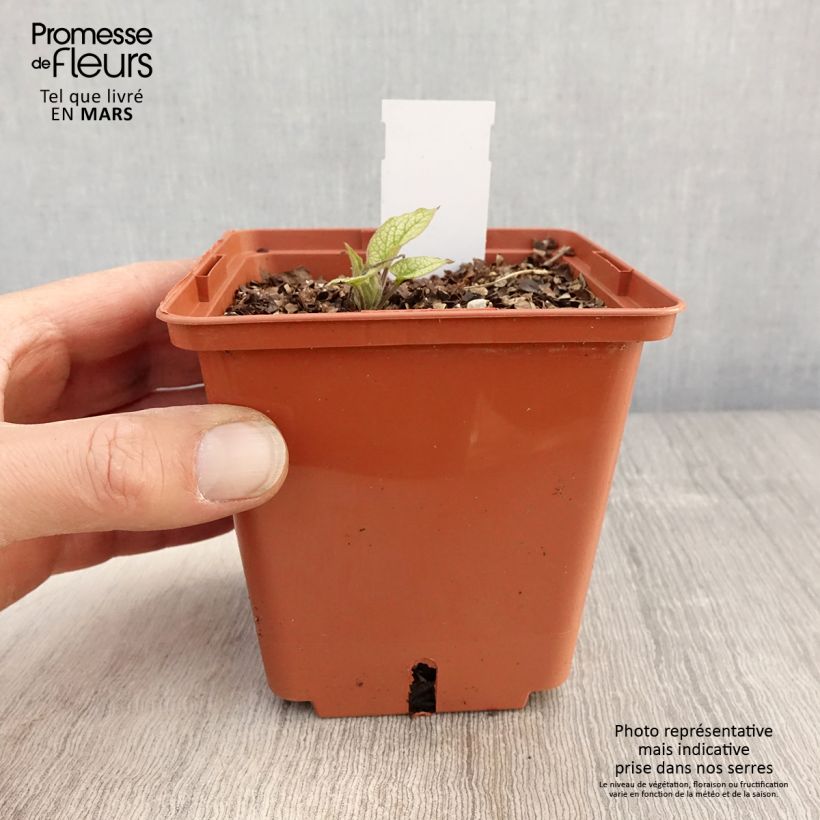 Exemplaar van Brunnera macrophylla Alexanders Great - Kaukasisch vergeet-mij-nietje Pot van 1 l/1,5 l zoals geleverd in de lente