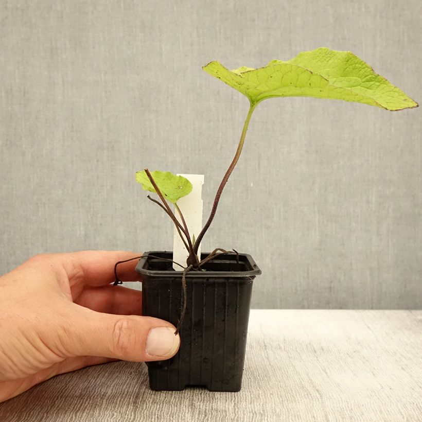 Exemplaar van Brunnera macrophylla Dianes Gold - Kaukasisch vergeet-mij-nietje Kweekpotje van 8/9 cm zoals geleverd in de herfst