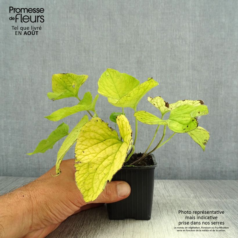 Exemplaar van Brunnera macrophylla Dianes Gold - Kaukasisch vergeet-mij-nietje Kweekpotje van 8/9 cm zoals geleverd in de zomer