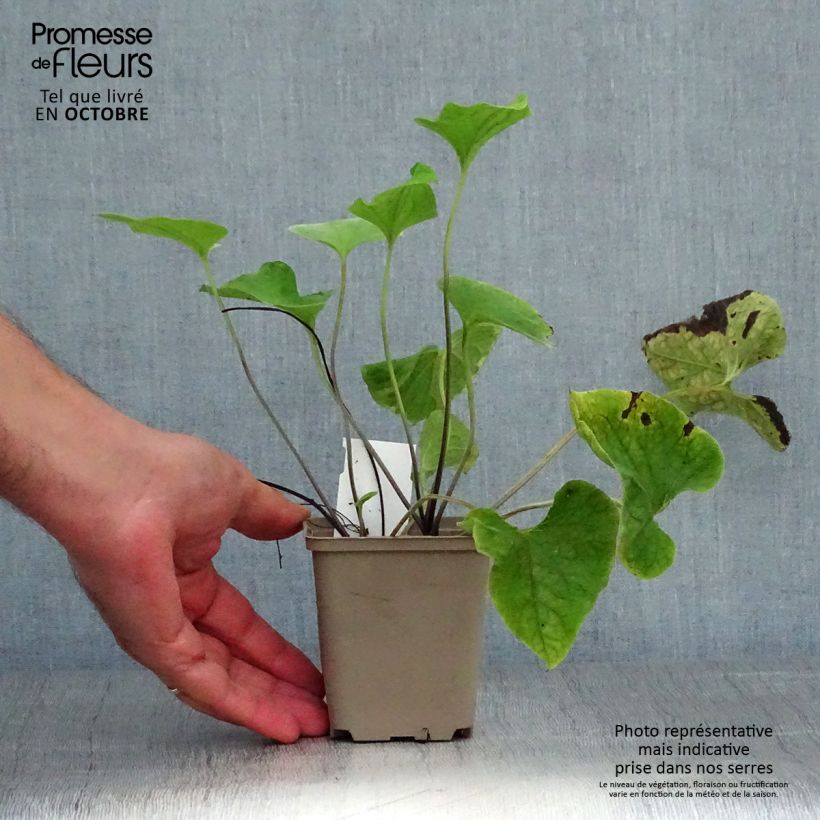 Exemplaar van Brunnera macrophylla Hadspen cream - Kaukasisch vergeet-mij-nietje Kweekpotje van 8/9 cm zoals geleverd in de herfst