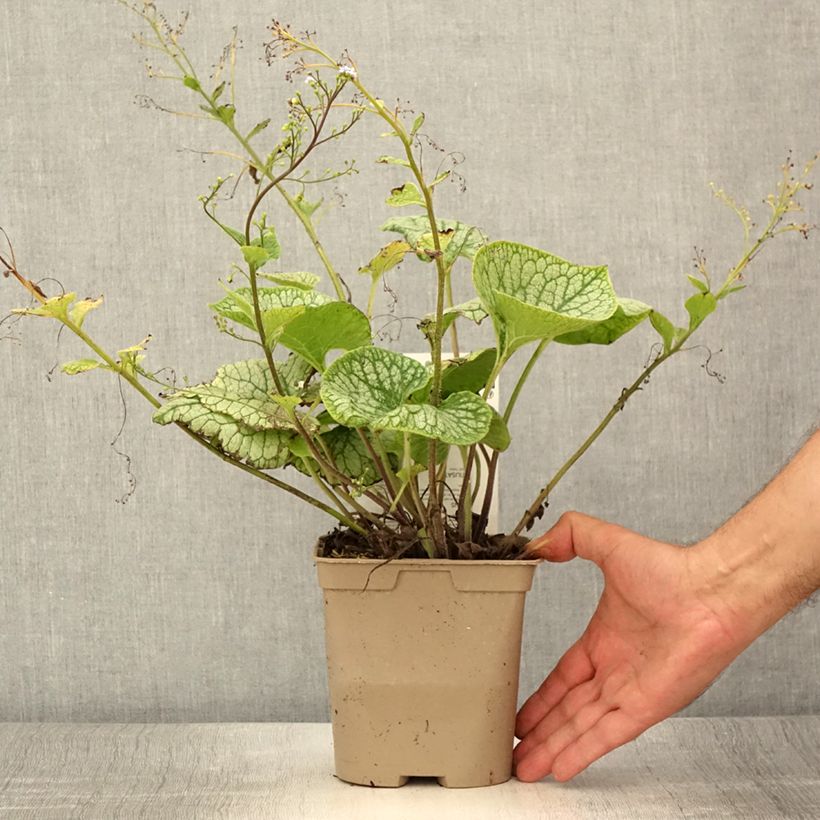 Exemplaar van Brunnera macrophylla Jack Frost - Kaukasisch vergeet-mij-nietje Pot van 2 l/3 l zoals geleverd in de zomer