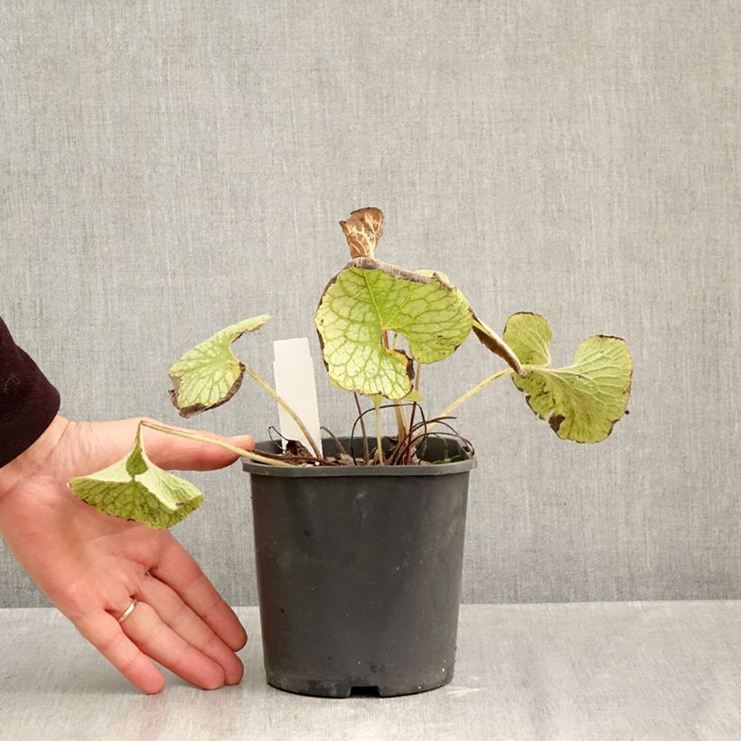Exemplaar van Brunnera macrophylla Jack Frost - Kaukasisch vergeet-mij-nietje Pot van 2 l/3 l zoals geleverd in de herfst