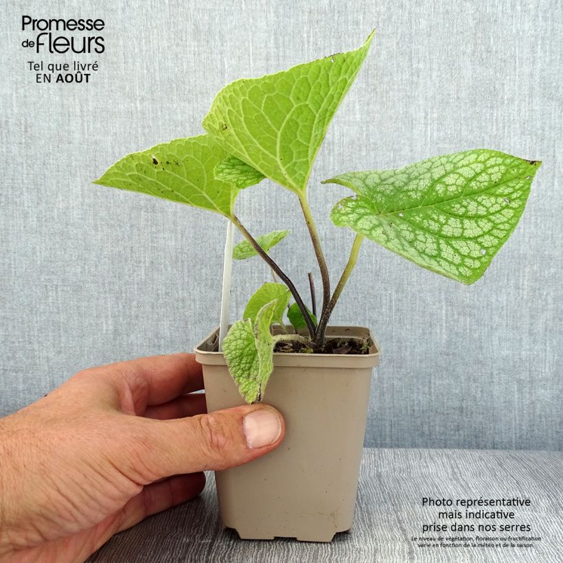 Exemplaar van Brunnera macrophylla Jack of Diamonds - Kaukasisch vergeet-mij-nietje Kweekpotje van 8/9 cm zoals geleverd in de zomer
