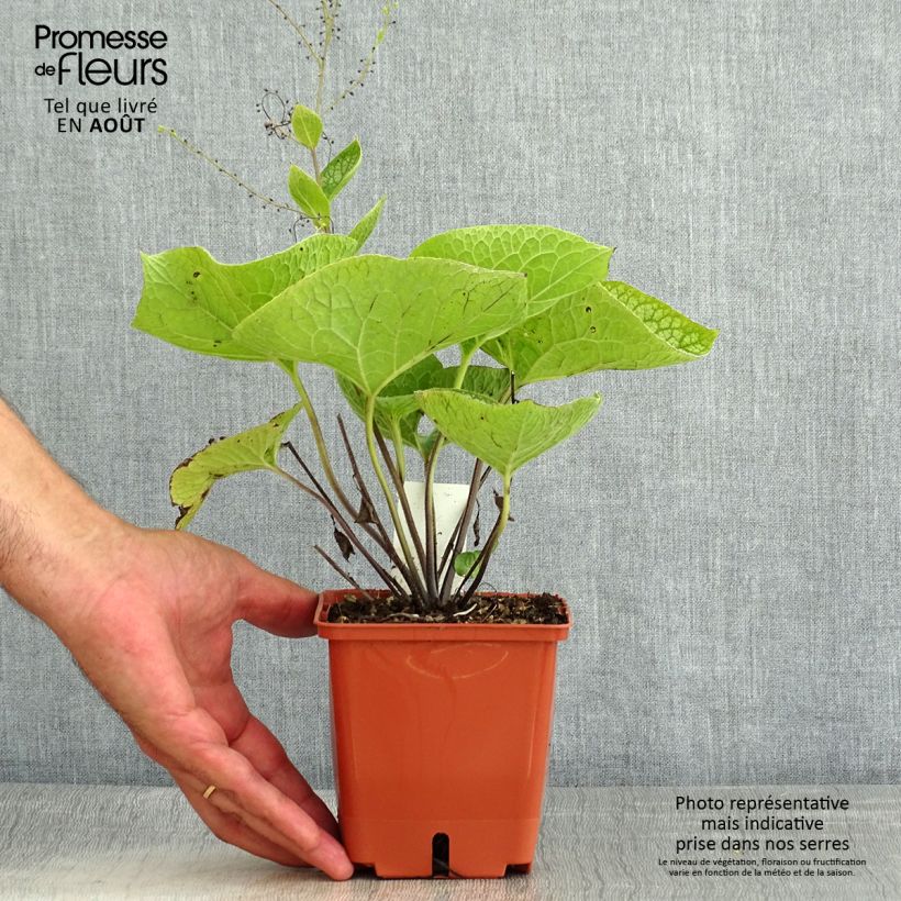 Exemplaar van Brunnera macrophylla Jack of Diamonds - Kaukasisch vergeet-mij-nietje Pot van 1 l/1,5 l zoals geleverd in de zomer